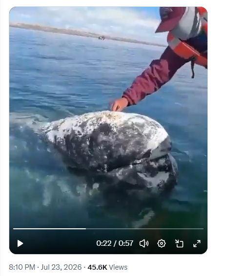 Whale’s Remarkable Bond With Boat Captain Captivates Social Media Whale’s Remarkable Bond With Boat Captain Captivates Social Media