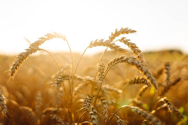 Joint operation in Deharki foils alleged wheat smuggling attempt worth millions