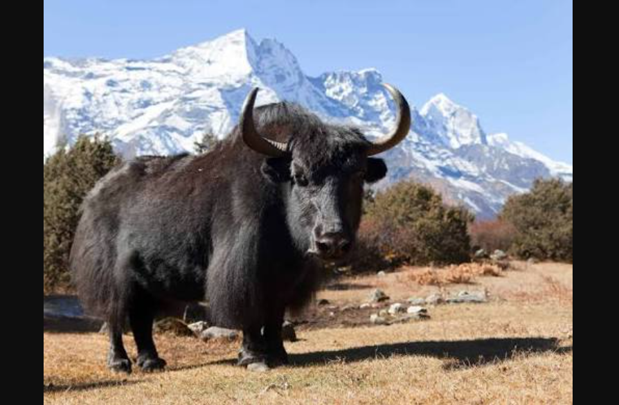 KP Launches Rs300 Million Project to Protect Pakistan’s Rare Yak Population Yak