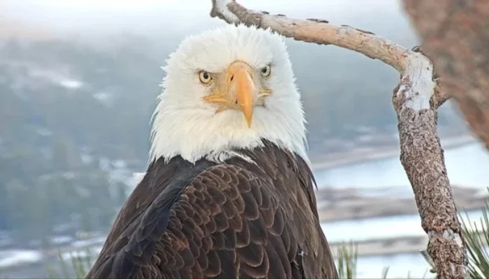 Why Did Big Bear’s Beloved Eagle Jackie Die at 14?