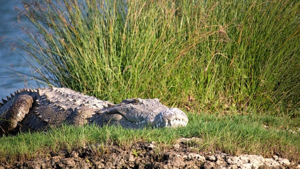 Crocodile Rescued From Flood-Hit Ferozewala After Social Media Alert
