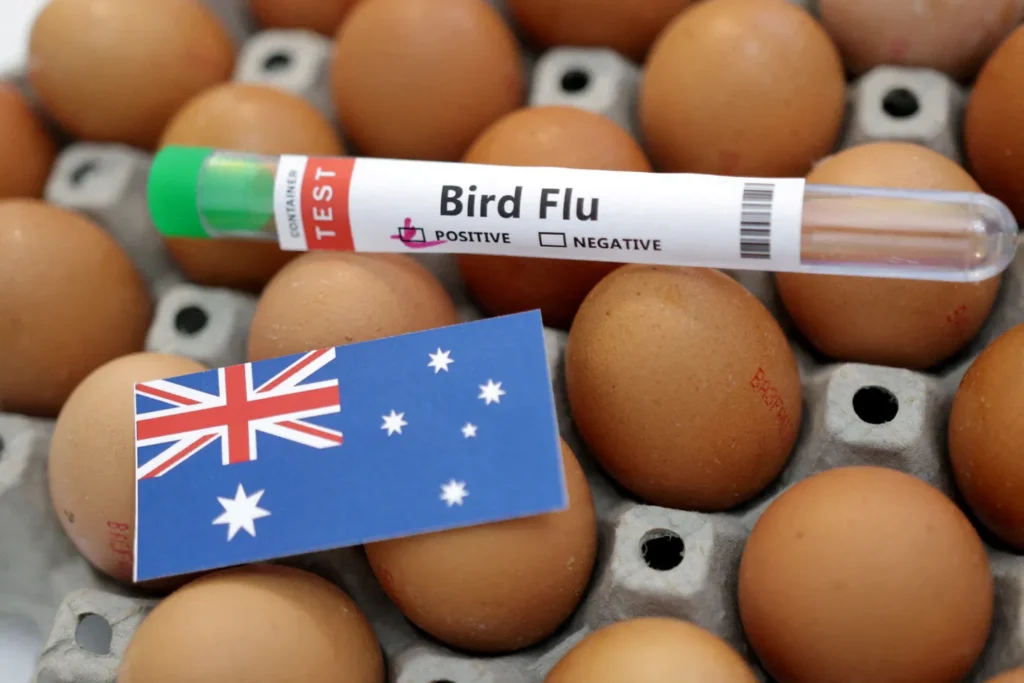 Victoria Orders Poultry Indoors as H5N1 Bird Flu Detections Rise