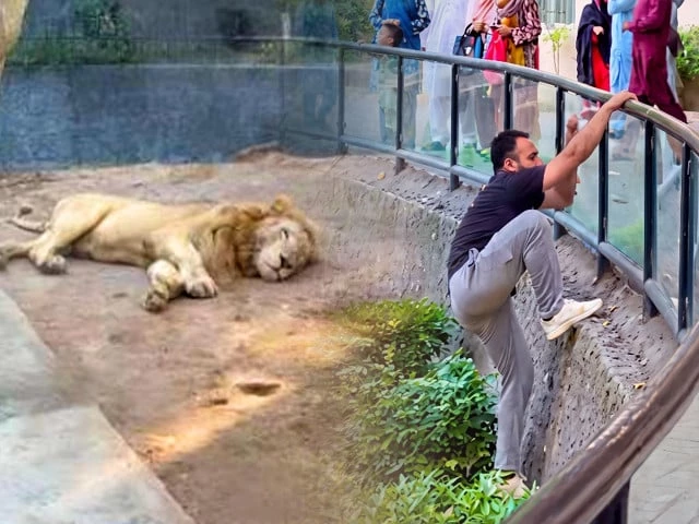 TikToker Jumps Into Lahore Zoo Lion Enclosure, Raising Serious Security Questions