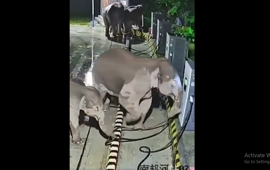 Watch How Did a Mother Elephant Rescue Her Calf at an EV Station?