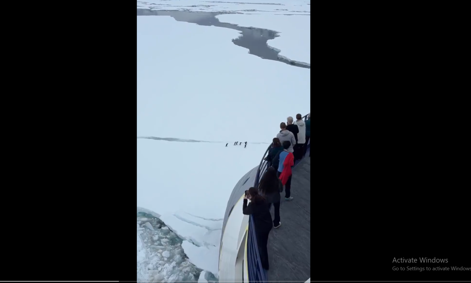 Antarctic Travel Takes a Wholesome Pause for a Penguin Crossing: Watch the Video