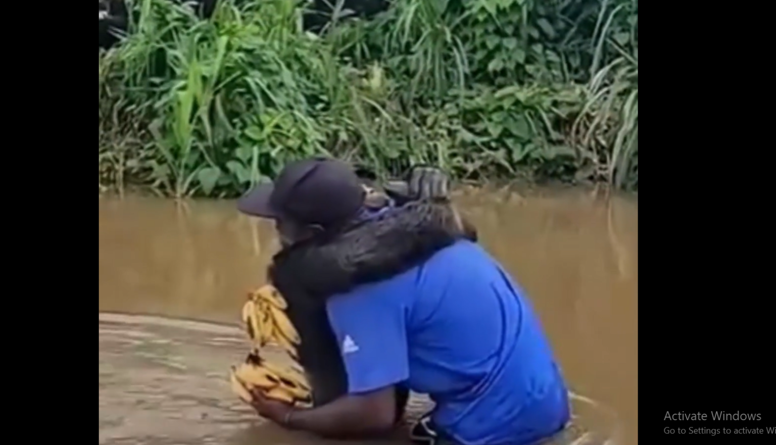 Watch How A Chimpanzee’s Grateful Hug Is Winning Hearts Across Social Media.