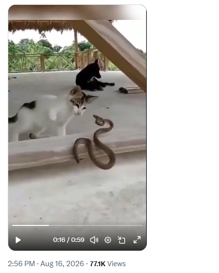 Viral Video Shows Cats Fearlessly Confronting Snakes Viral Video Shows Cats Fearlessly Confronting Snakes