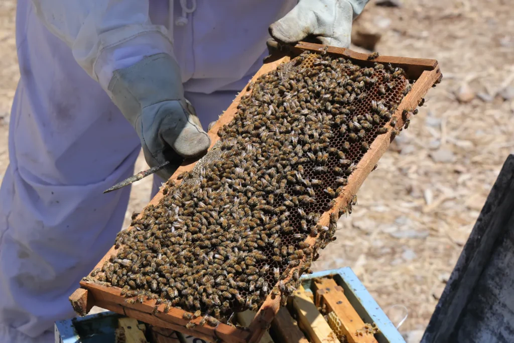 Gaza Beekeepers Turn to Rooftops to Rebuild Livelihoods After War