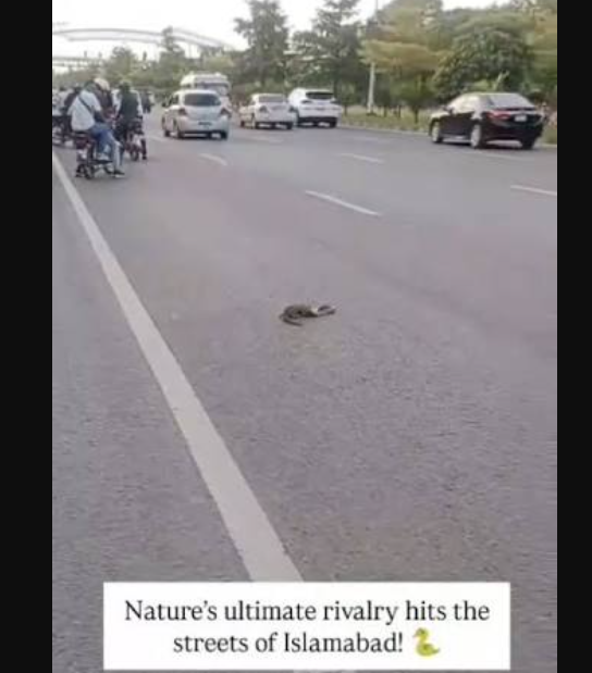 Why Did Traffic Suddenly Stop on an Islamabad Road? A Rare Wildlife Face-Off Explains It Islamabad road