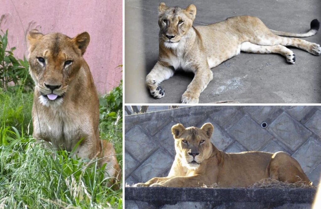 Suspected Heatstroke Kills Three Lionesses at Tokyo Zoo Amid Severe Heatwave