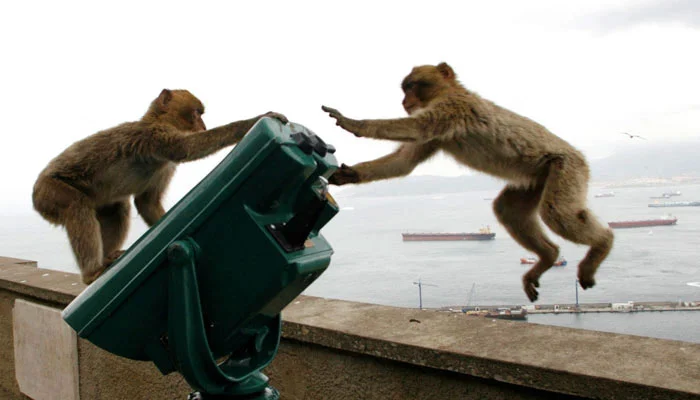 Indonesia Captures Rampaging Monkey After 18 People Injured in Sumatra Town