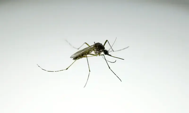 Can New Preventive Measures Contain the Chikungunya Outbreak in Nowshera?