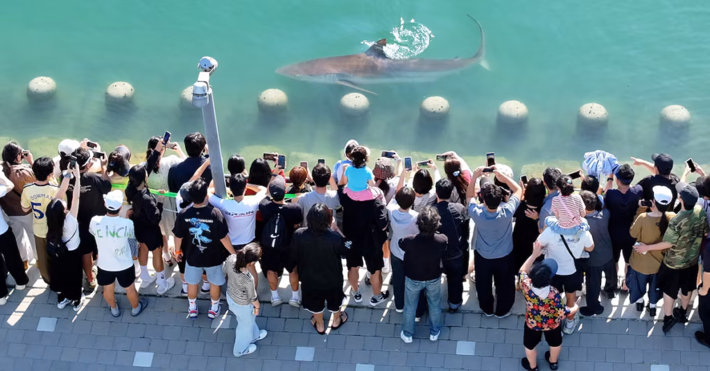 Stranded Shark Draws 600,000 Visitors In South Korea