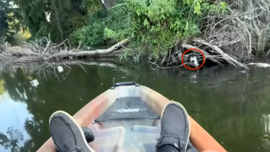 Fisherman Hears Desperate Cries From River Tree — What He Finds Leads to a Heartwarming Rescue