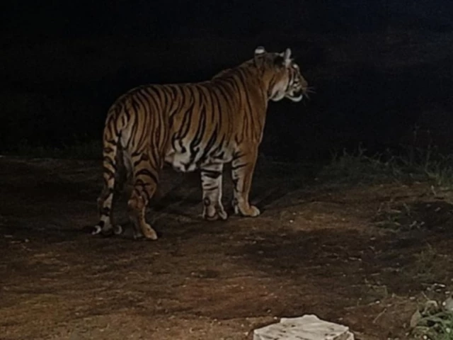 Bengal Tiger and Two Cubs Spark Panic in Islamabad’s Gulberg Greens Bengal Tiger and Two Cubs Spark Panic in Islamabad’s Gulberg Greens