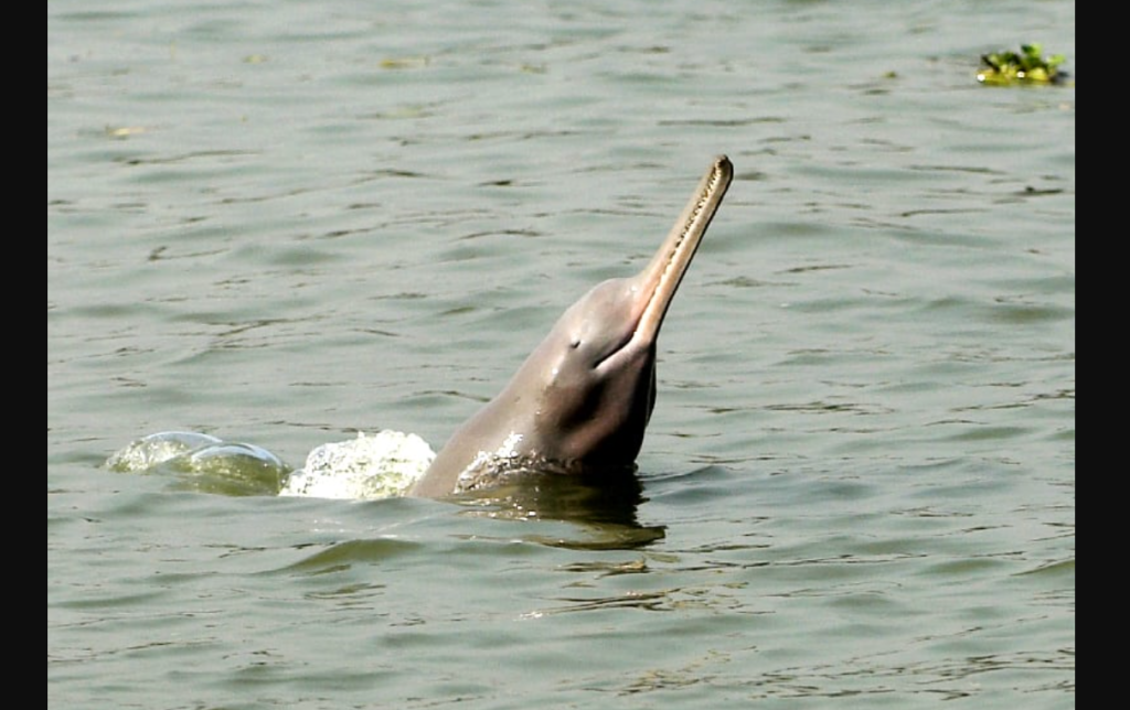 Rare Indus Blind Dolphin Found Dead: What Happened in Dera Ghazi Khan? Rare Indus Blind Dolphin