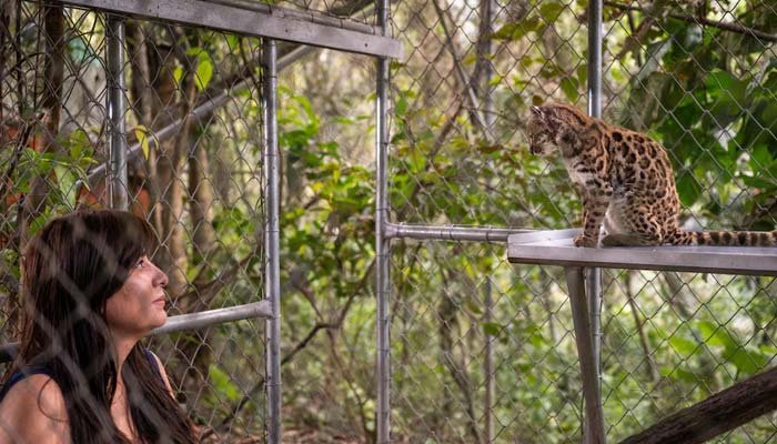 New Wild Cat Species Discovered in Bolivia After More Than 100 Years