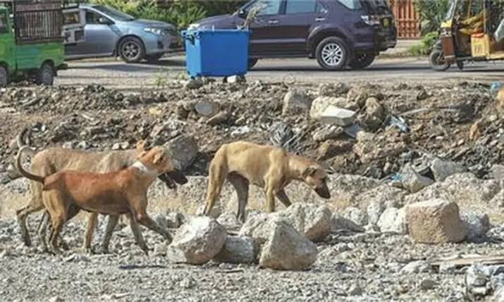Stray Dog Bite Claims Life of 11-Year-Old in Sindh Stray Dog