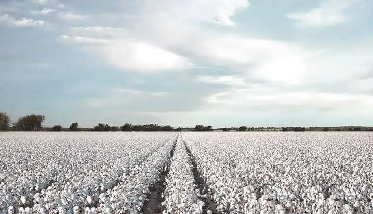 World Bank Warns Pakistan’s Cotton Production May Fall by 6% Cotton