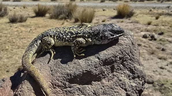 New Lizard Species Discovered High In Peru’s Andes New Lizard Species