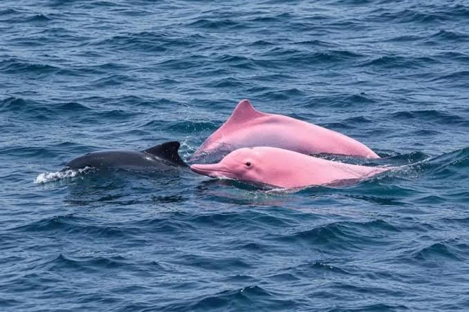 Rare Pink Dolphins Spotted Near Oman’s Coastline Rare Pink Dolphins