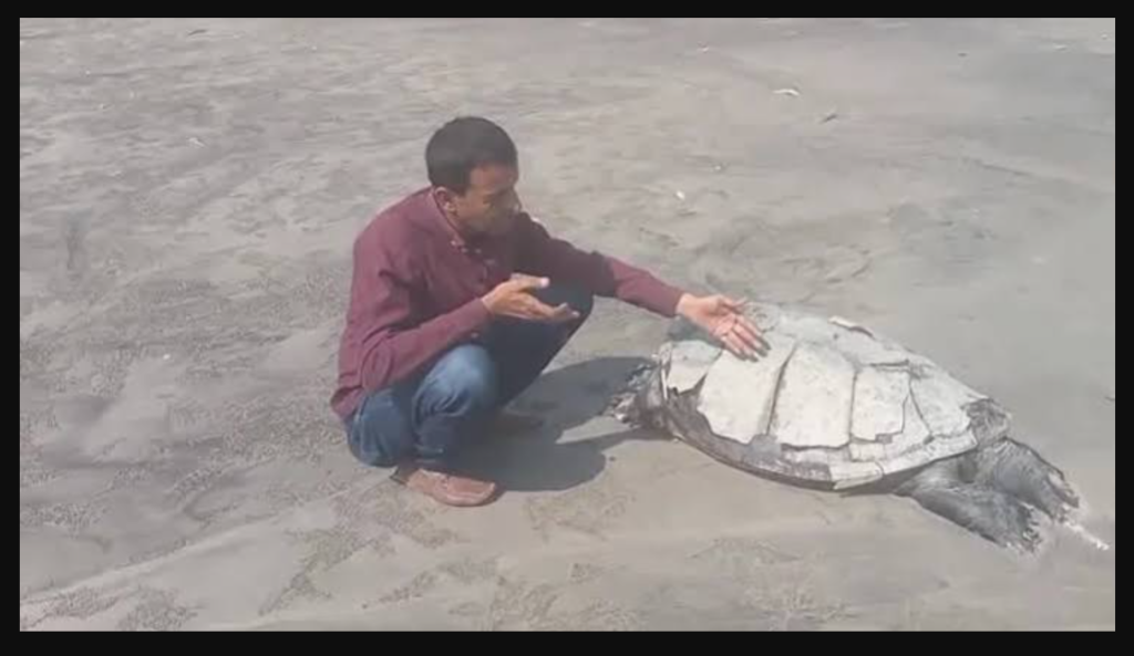 Rare Olive Ridley Turtle Found Dead at Karachi’s Clifton Beach: What Happened? Olive Ridley turtle found dead in Karachi
