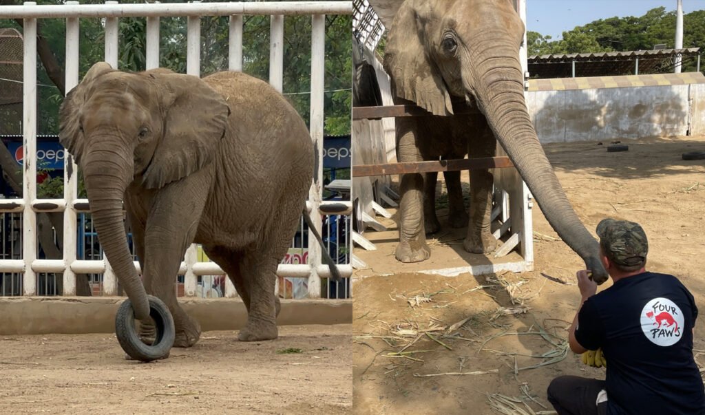 Foreign Experts Rush to Karachi as Elephant Madhubala’s Health Worsens