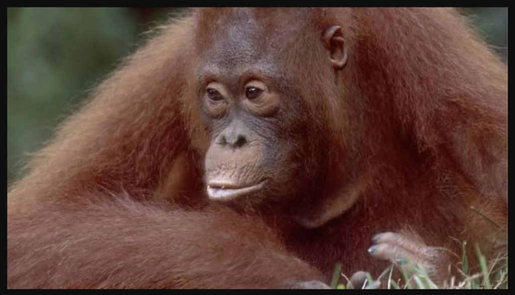 Indonesia releases eight orangutans