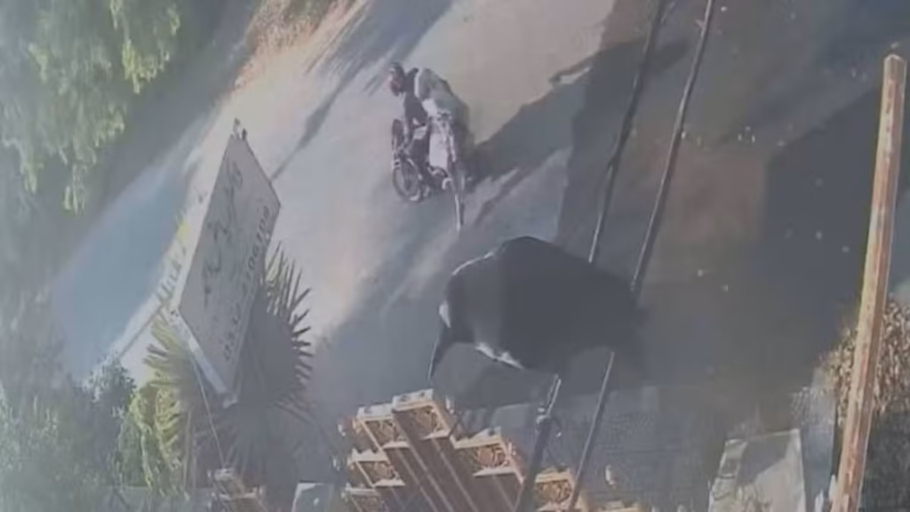 Female Passenger Jumps From Moving Bike Over Rider’s Inappropriate Behaviour