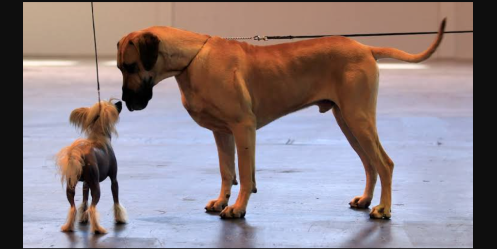 Why Do Big Dogs Die Younger? Scientists Find Clues Hidden in Their DNA Why large dogs age faster than small dogs