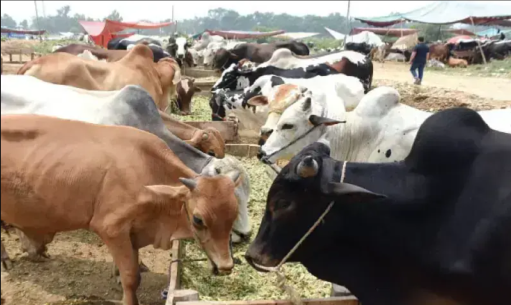 FBR Proposes Tax Relief for Livestock Imports: What Meat Exporters Need to Know FBR livestock import duty exemption